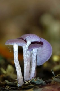 Purple lacquer funnel (Laccaria amethystina) in the forest, autumn time, October, Saxony, Germany