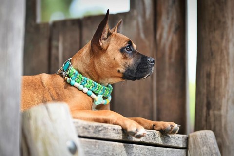 Brown mixed breed dog wearing green paracord collar and anti thick EM ceramic neckalce in front of