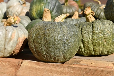 Green heirloom winter squash at market
