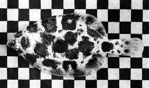 Flounder (Platichthys Flesus) adopts even the geometric patterns of the background, around 1950s,