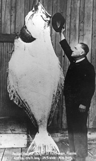 Man posing with a halibut (Hippoglossus hippoglossus), approx. 2, 50 meters tall, around 1930s,