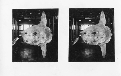 Small moonfish (Mola mola) in a natural history museum, stereo recording, specimen, around 1930s