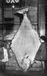 Two children with a halibut (Hippoglossus hippoglossus), approx. 2, 50 meters tall, around 1930s,