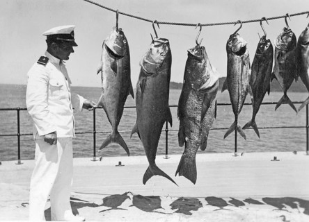 Man, sailor posing with various captured groupers and mackerel, around 1930s, Florida, USA