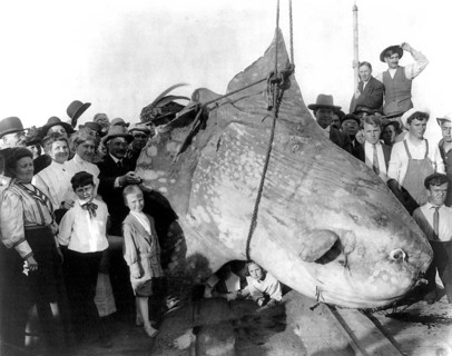 A group of onlookers, children, and adults pose with a huge caught sunfish (Mola mola) weighing