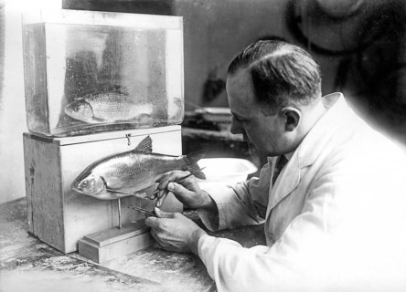 Museum, natural history museum, preparations, exhibition object, freshwater fish aland (Leuciscus