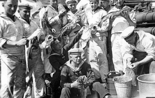 Crew members torpedo boat griffin with fish, cod (Gadus morhua), which were killed by water bombing