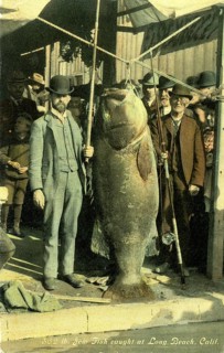 Two men with Pacific giant perch (Stereolepis gigas), weight, approx. 1.80 meters long, around