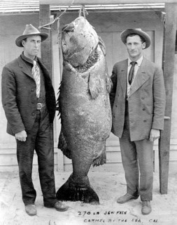 Two men with Pacific giant perch (Stereolepis gigas), weight, approx. 1.80 meters long, about 1925,