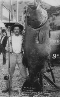 Man with giant Pacific bass (Stereolepis gigas), approx. 2 meters long, about 1930, Catalina