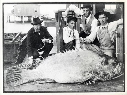 Four men kneel in front of a giant grouper (Epinephelus itajara), which was caught in St.