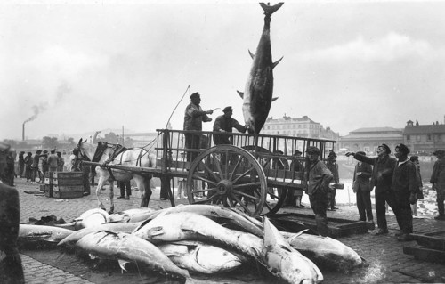 Bluefin tuna (Thunnus thynnus) fishermen load tuna at the harbor, Sicily, Italy, around 1920s