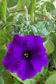 Petunia flower