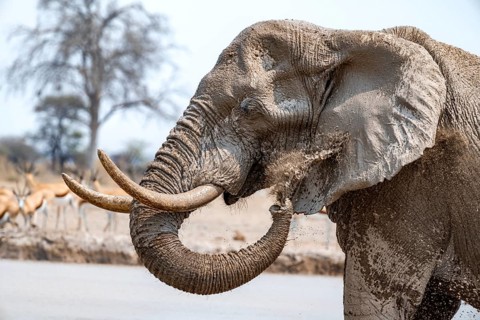 African elephant (Loxodonta africana), adult male, splashing water at the waterhole, animal