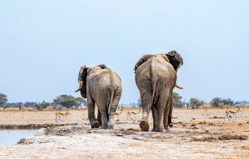 African elephant (Loxodonta africana), two adult males from behind, leave the waterhole, Nxai Pan