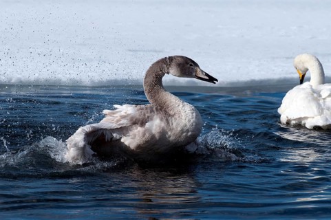 Whooper swan (Cygnus cygnus) young, bath, Japan