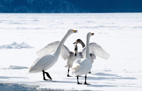 Whooper swan (Cygnus cygnus) family, Japan
