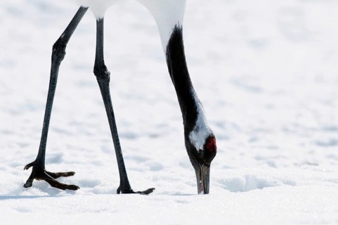 Japanese crane, Red-crowned crane (Grus japonensis), close-up, Japan