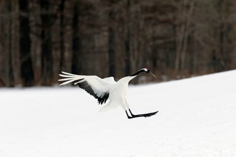 Japanese crane, Red-crowned crane (Grus japonensis), Landing, Japan