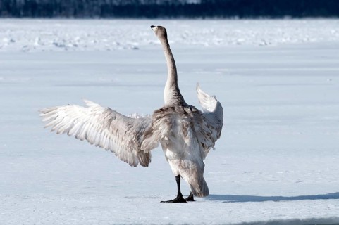 Whooper swan (Cygnus cygnus) young, Japan