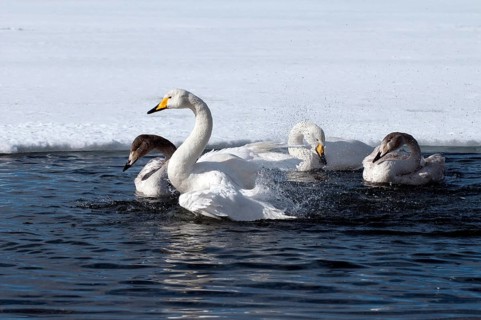 Whooper swan (Cygnus cygnus) family's bath, Japan
