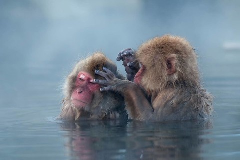 Japanese macaque or snow japanese monkey in onsen (Macaca fuscata), Japan Monkey-Japanese, Macaca