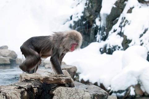 Japanese macaque or snow japanese monkey (Macaca fuscata), going out of onsen, Japan