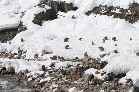 Japanese macaque or snow japanese monkey (Macaca fuscata), group in the snow, Japan
