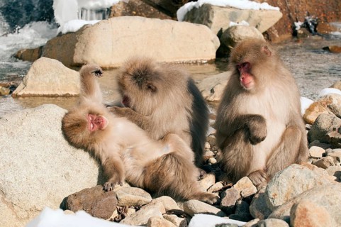 Japanese macaque or snow japanese monkey (Macaca fuscata), Japan Monkey-Japanese, Macaca fuscata
