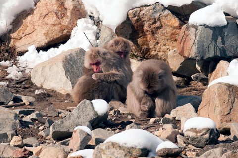 Japanese macaque or snow japanese monkey (Macaca fuscata), sleeping family, Japan Monkey-Japanese,