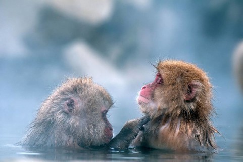 Japanese macaque or snow japanese monkey in onsen (Macaca fuscata), Japan Monkey-Japanese, Macaca