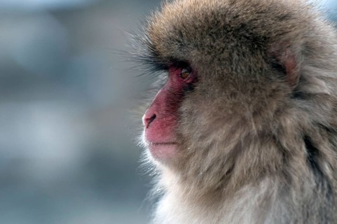 Japanese macaque or snow japanese monkey (Macaca fuscata), portrait, Japan Monkey-Japanese, Macaca