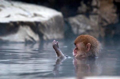 Japanese macaque or snow japanese monkey in onsen (Macaca fuscata), baby needs milk, Japan