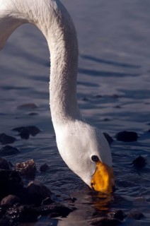 Whooper swan (Cygnus cygnus) searching for food, Japan