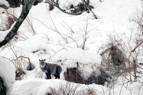 Japanese Serow (Capricornis crispus), Japan Japanese serow, antelope, Japanese goat, Capricornis