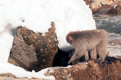 Japanese macaque or snow japanese monkey (Macaca fuscata), Japan Monkey-Japanese, Macaca fuscata