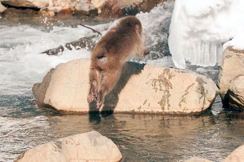 Japanese macaque or snow japanese monkey, young jumping (Macaca fuscata), Japan Monkey-Japanese,