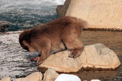 Japanese macaque or snow japanese monkey (Macaca fuscata), young, Japan Monkey-Japanese, Macaca