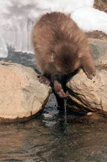 Japanese macaque or snow japanese monkey (Macaca fuscata), young, Japan Monkey-Japanese, Macaca