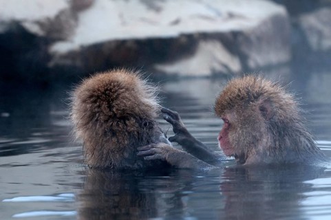 Japanese macaque or snow japanese monkey in onsen (Macaca fuscata), Japan Monkey-Japanese, Macaca