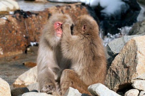 Japanese macaque or snow japanese monkey (Macaca fuscata), Japan Monkey-Japanese, Macaca fuscata