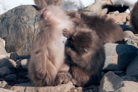 Japanese macaque or snow japanese monkey, mom and baby hungry (Macaca fuscata), Japan