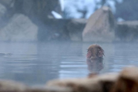 Japanese macaque or snow japanese monkey, baby, in onsen (Macaca fuscata), Japan Monkey-Japanese,