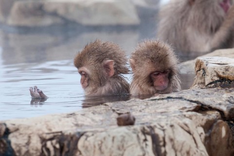 Japanese macaque or snow japanese monkey, babies in onsen (Macaca fuscata), Japan Monkey-Japanese,