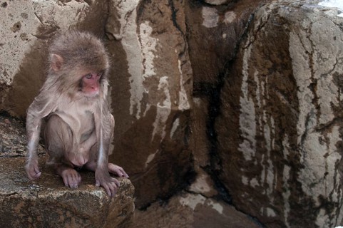 Japanese macaque or snow japanese monkey, baby wet in onsen (Macaca fuscata), Japan