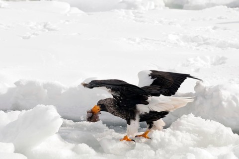 Steller's sea eagle (Haliaeetus pelagicus) eating fish, Russia Steller's sea eagle, Haliaeetus