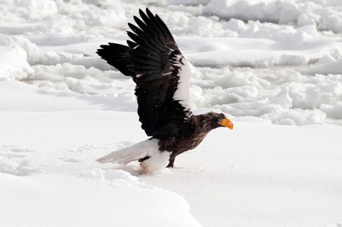 Steller's sea eagle (Haliaeetus pelagicus) take-off, Russia Steller's sea eagle, Haliaeetus