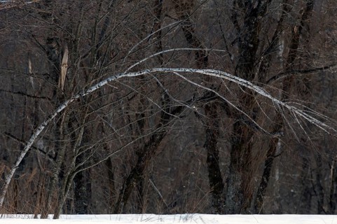 Birch tree in the winter Landscape, Hokkaido, North, East, Winter, (Paysage) Japan, 2017
