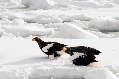 Steller's sea eagle (Haliaeetus pelagicus) couple on the pack, Russia Steller's sea eagle,