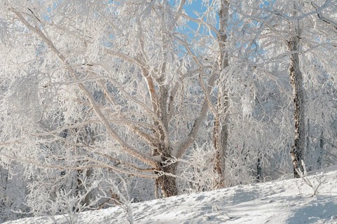Landscape in winter of Hokkaido, Japan Landscape, Hokkaido, North, East, Winter, (Paysage) Japan,